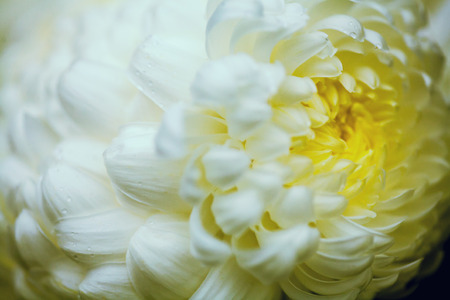 Close up of flower, shallow DOF artistic toned photo with space for textの写真素材