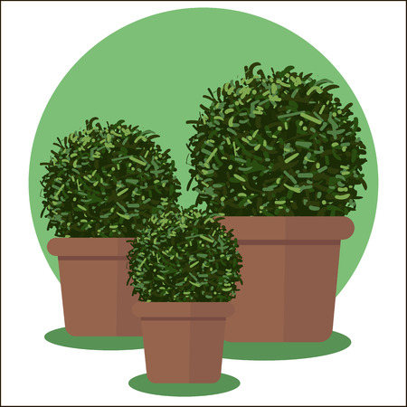 Vector flat illustration of plants in pots.のイラスト素材