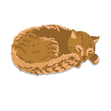Ginger sleeping cat isolated on white backgroundのイラスト素材