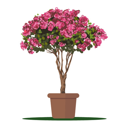 illustration plant in pot, Blooming tree Azalea.のイラスト素材