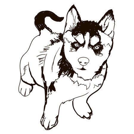 Illustration of dog breed breed Huskyのイラスト素材