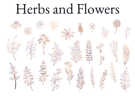 Vector colorful illustration set of herbs, plants and flowers. Hand drawn graphic sketches for you designのイラスト素材