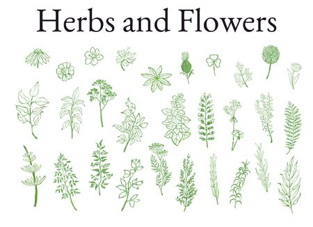 Vector colorful illustration set of herbs, plants and flowers. Hand drawn graphic sketches for you designのイラスト素材