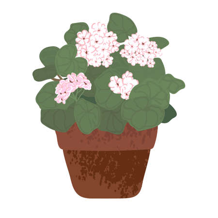 Vector colorful illustration of flowering house plant in pot isolated on white backgroundのイラスト素材