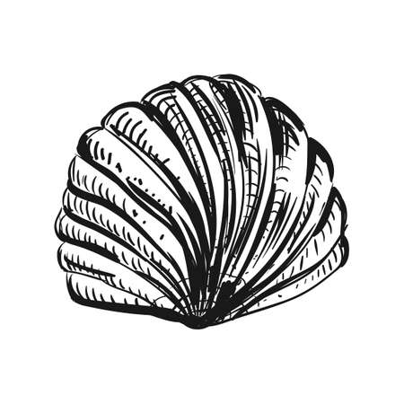 Vector graphic illustration of seashell isolated on white backgroundのイラスト素材