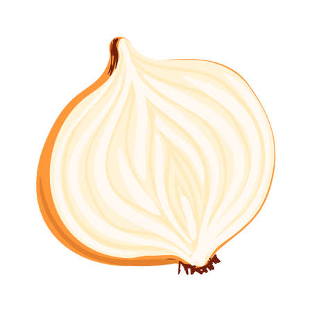 Vector colorful illustration of half onion isolated on white backgroundのイラスト素材