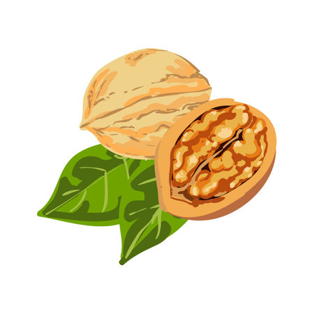 Vector colorful illustration of walnut isolated on white backgroundのイラスト素材