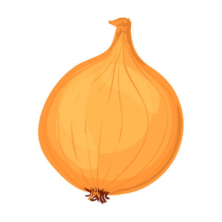 Vector Colorful Illustration of Onion isolated on white backgroundのイラスト素材