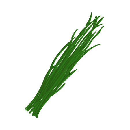 Vector Colorful Illustration of Green Onion Isolated on White Backgroundのイラスト素材