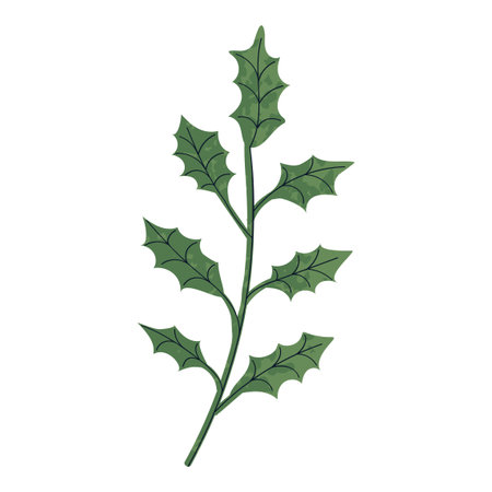 Vector Colorful Illustration of Ilex Leaf Isolated on White Backgroundのイラスト素材
