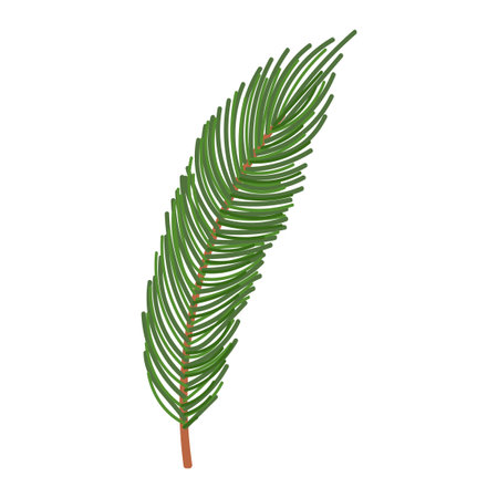 Vector Colorful Illustration of Fir Branch isolated on white background isolated on white backgroundのイラスト素材