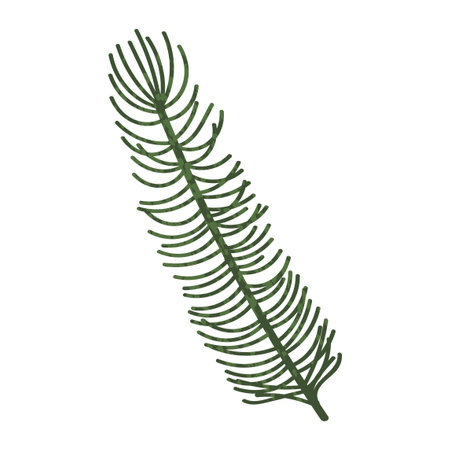 Vector Colorful Illustration of Fir Branch isolated on white background isolated on white backgroundのイラスト素材