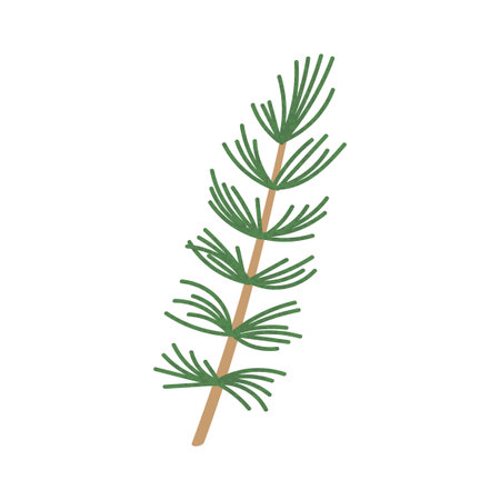Vector Colorful Illustration of Fir Branch isolated on white background isolated on white backgroundのイラスト素材