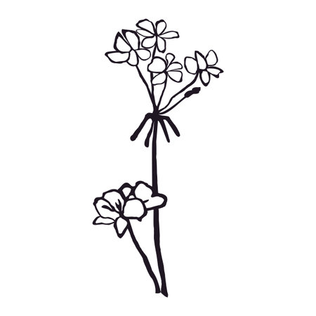 Vector Black and White Illustration of Herb Isolated on White Backgroundのイラスト素材