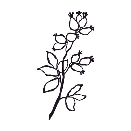 Vector Black and White Illustration of Herb Isolated on White Backgroundのイラスト素材