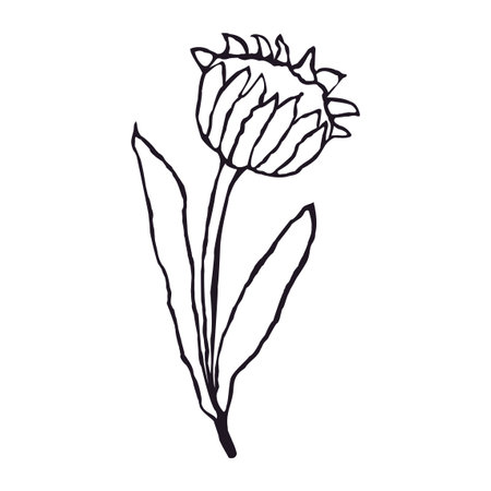 Vector Black and White Illustration of Flower Isolated on White Backgroundのイラスト素材
