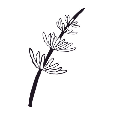 Vector Black and White Illustration of Herb Isolated on White Backgroundのイラスト素材
