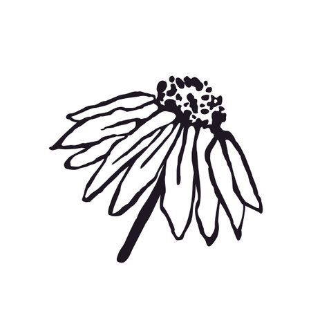 Vector Black and White Illustration of Flower Isolated on White Backgroundのイラスト素材