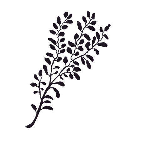 Vector Black and White Illustration of Herb Isolated on White Backgroundのイラスト素材