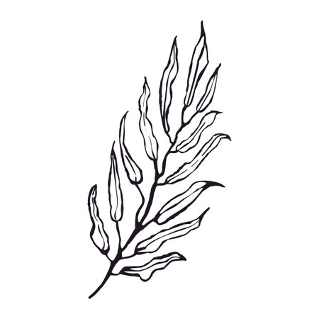 Vector Black and White Illustration of Plant Isolated on White Backgroundのイラスト素材