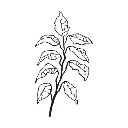 Vector Black and White Illustration of Plant Isolated on White Backgroundのイラスト素材