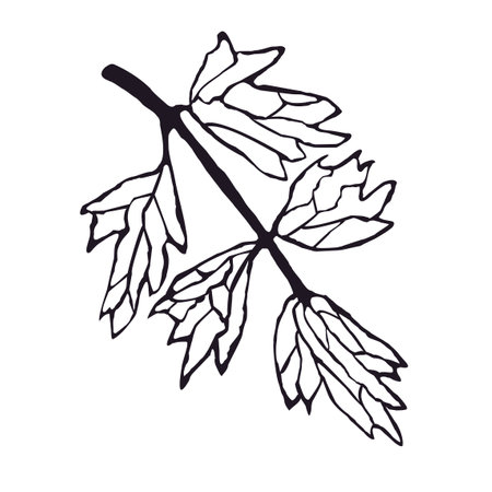 Vector Outline Illustration of Herb Isolated on White Backgroundのイラスト素材