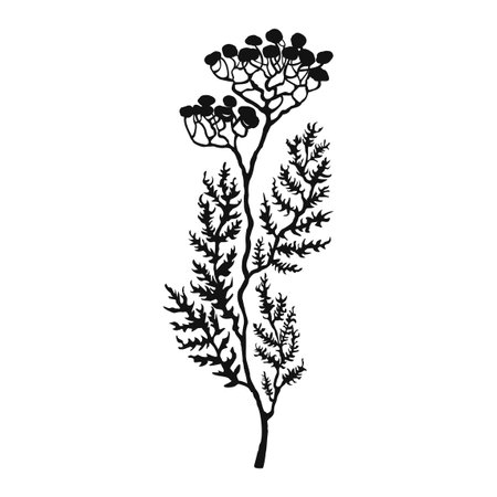 Vector Black and White Illustration of Herb Isolated on White Backgroundのイラスト素材