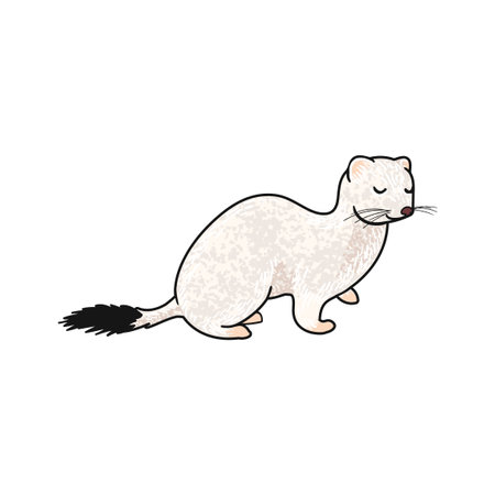 Vector Colorful Illustration of Ermine Isolated on White Backgroundのイラスト素材