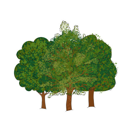 Vector Colorful Illustration of Summer Trees Isolated on White Backgroundのイラスト素材