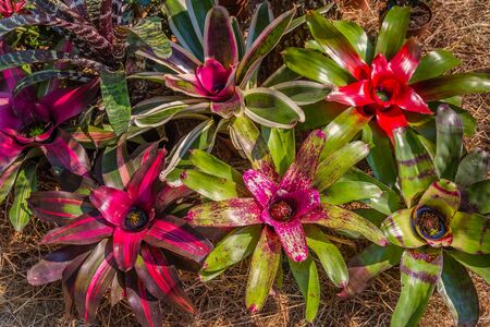Close up of Neoregelia (Bromeliaceae,) Ornamental Bromiliad also called Arabian Nights. It is native to South American rainforests.の写真素材