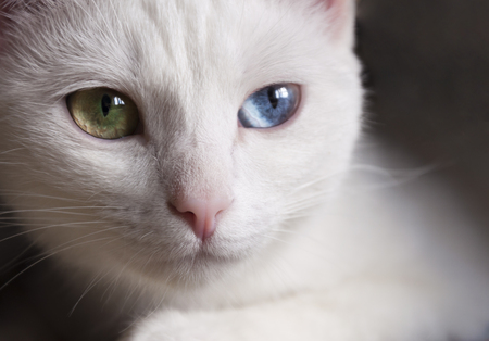 Pretty snow-white cat with different colored eyes.の写真素材