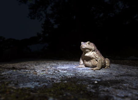 Common toad - bufo - on moss covered stone in the night closeup