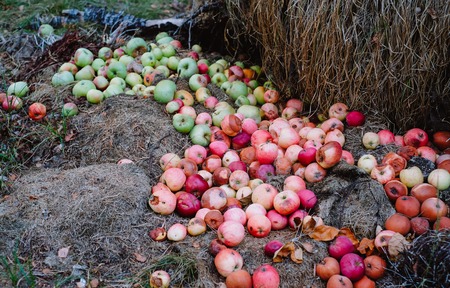 A large pile of rotten apples on the ground, the concept of a spoiled harvest