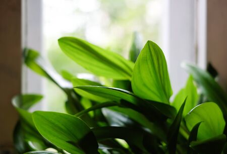 Houseplant with bright green leaves near the window with a blurred background.の写真素材