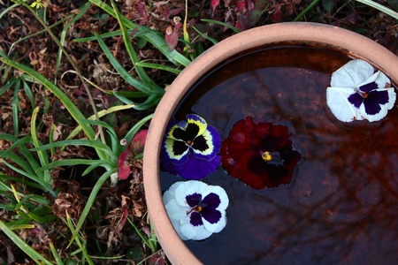 Small flowers floating in a pot filled with waterの写真素材