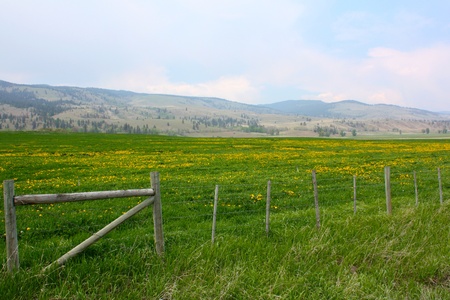 Fenced meadow filled with small yellow flowersの写真素材
