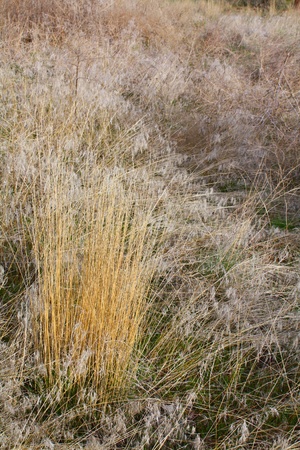 Dry grass in field amongst green grassの写真素材