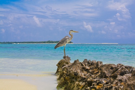Crane at ndian ocean beachの写真素材