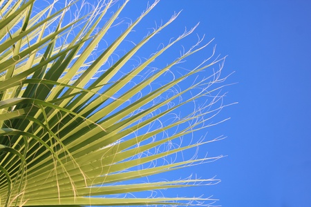 Palm twig on clear skies
