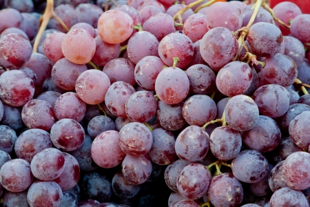 Blue grape background
