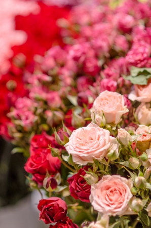 pink roses on red background blurの写真素材