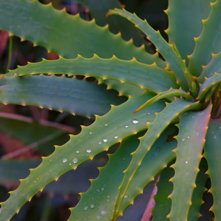 Beautiful Aloe Vera with water drops. Medicinal plants.の写真素材