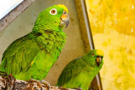 Two green parrots with beautiful plumage sitting on a pole. These birds live in Columbia.の写真素材