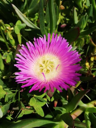 A solitary flowerの写真素材