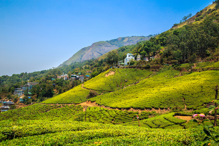 Tea plantations in Munnar, Kerala, India. Stunning views of green hills with blue sky.の写真素材