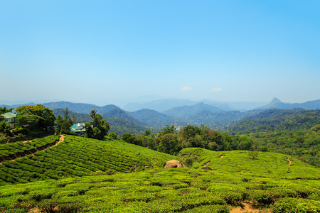 Tea plantations in Munnar, Kerala, India. Stunning views of green hills with blue sky.の写真素材