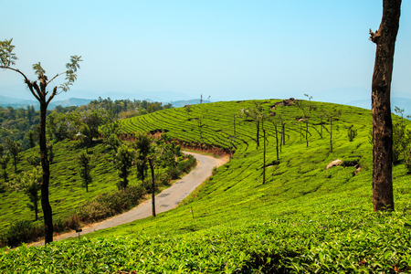 Tea plantations in Munnar, Kerala, India. Stunning views of green hills with blue sky.の写真素材