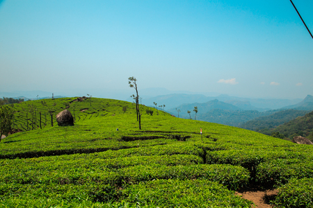 Tea plantations in Munnar, Kerala, India. Stunning views of green hills with blue sky.の写真素材