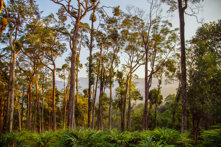 Stunning wild jungle in the highlands, Kerala state, South India.の写真素材
