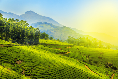 Tea plantations in Munnar, Kerala, India. Stunning views of green hills with blue sky.の写真素材